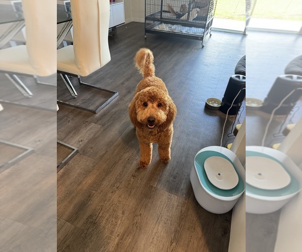 Medium Photo #1 Goldendoodle mix (+ Poodle Standard) Puppy For Sale in SEFFNER, FL, USA