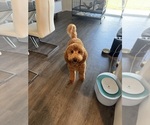 Small Photo #1 Goldendoodle mix (+ Poodle Standard) Puppy For Sale in SEFFNER, FL, USA