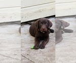 Small Photo #2 Labrador Retriever Puppy For Sale in AUBURN, CA, USA