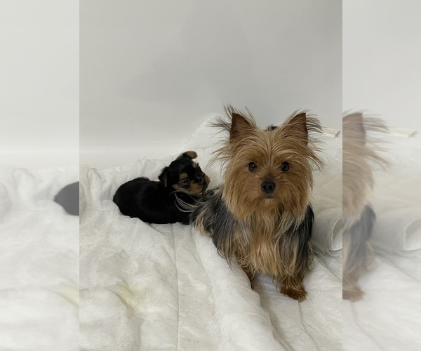 Medium Photo #1 Yorkshire Terrier Puppy For Sale in MILWAUKEE, WI, USA