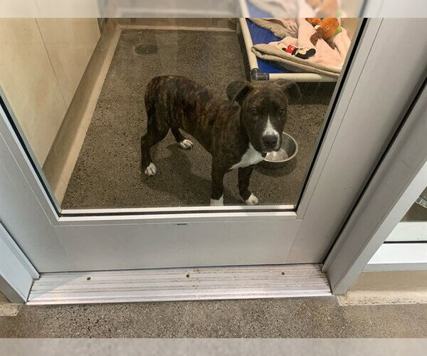 Medium Photo #1 American Pit Bull Terrier Puppy For Sale in Berkeley , CA, USA