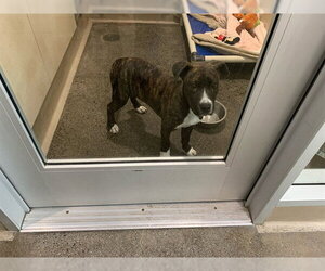 American Pit Bull Terrier Dogs for adoption in Berkeley , CA, USA