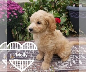 Goldendoodle (Miniature) Puppy for sale in ARTHUR, IL, USA