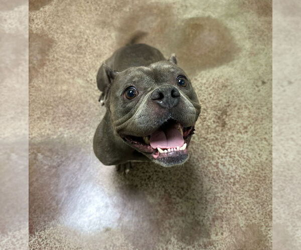 Medium Photo #2 American Bulldog Puppy For Sale in Salinas, CA, USA