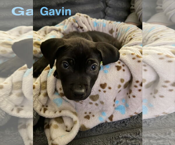 Medium Photo #2 Staffordshire Bull Terrier-Unknown Mix Puppy For Sale in The Woodlands, TX, USA