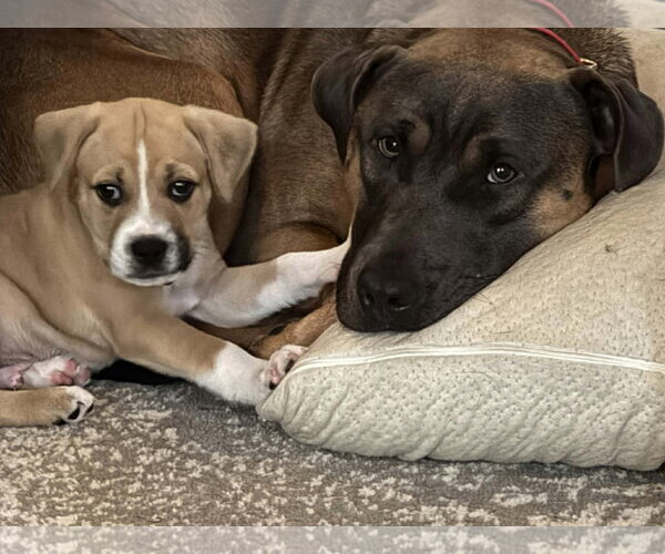 Medium Photo #2 American Pit Bull Terrier-Black Mouth Cur Mix Puppy For Sale in Holly Springs, NC, USA