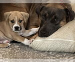 Small #1 American Pit Bull Terrier-Black Mouth Cur Mix