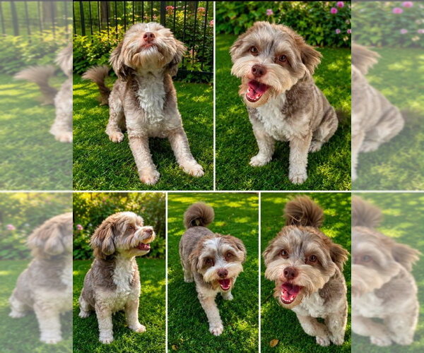 Medium Photo #4 Hava-Apso Puppy For Sale in FRAMINGHAM, MA, USA