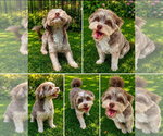 Small #3 Hava-Apso