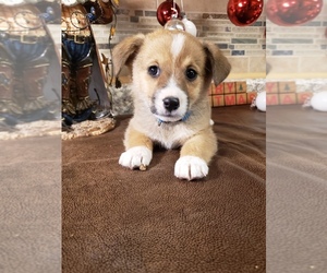Pembroke Welsh Corgi Puppy for Sale in BRIGGSDALE, Colorado USA