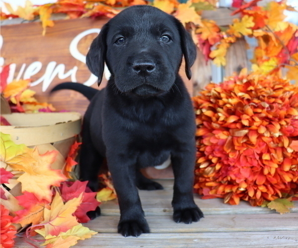 Medium Photo #1 Labrador Retriever Puppy For Sale in MOUNT AIRY, NC, USA