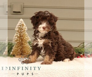 Bernedoodle (Miniature) Puppy for sale in NARVON, PA, USA