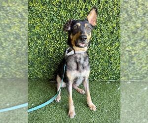 JHONNY - Male German Shepherd Dog-Unknown Mix Dog for Adoption - Photo #2
