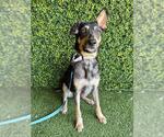 Small Photo #2 German Shepherd Dog-Unknown Mix Puppy For Sale in Naples, FL, USA
