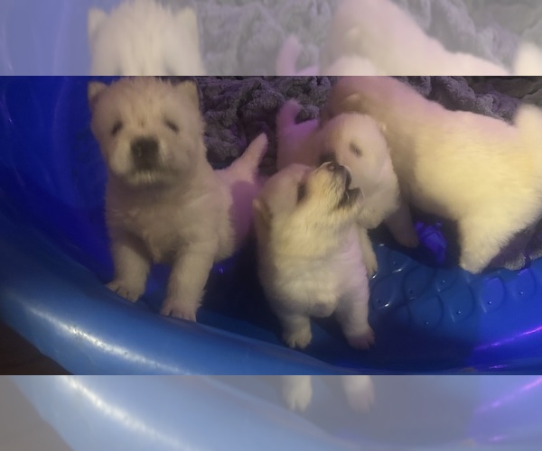 Medium Photo #5 Chow Chow Puppy For Sale in FONTANA, CA, USA