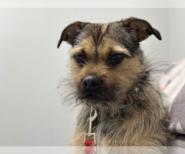 Medium Photo #4 Mutt Puppy For Sale in Overland Park, KS, USA