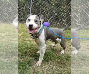 DA 2 Owen - Male Mutt Dog for Adoption - Photo #2