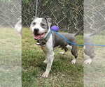 Small Photo #2 Mutt Puppy For Sale in Glen Allen, VA, USA
