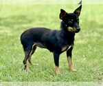 Small #2 Miniature Pinscher Mix