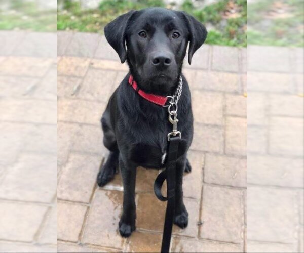 Medium Photo #2 Labrenees Puppy For Sale in Woodbury, NY, USA
