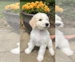 Puppy 2 Bernedoodle