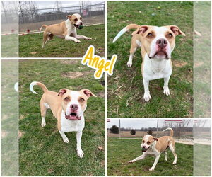 American Staffordshire Terrier Dogs for adoption in Pierceton , IN, USA