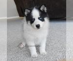 Puppy 5 Pomsky