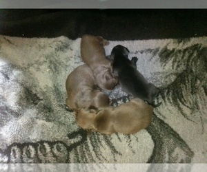 Chiweenie Dogs for adoption in HORNBEAK, TN, USA