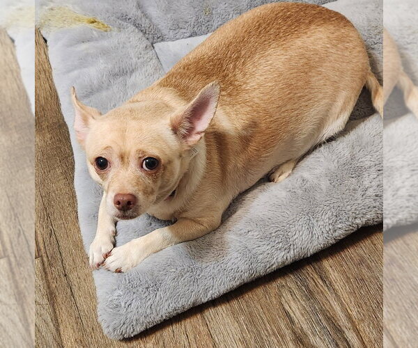 Medium Photo #1 Chihuahua Puppy For Sale in Walnutport, PA, USA