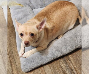 Chihuahua Dogs for adoption in Walnutport, PA, USA
