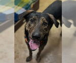 Small #2 Plott Hound-Retriever  Mix
