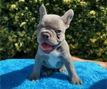 Puppy Monty French Bulldog