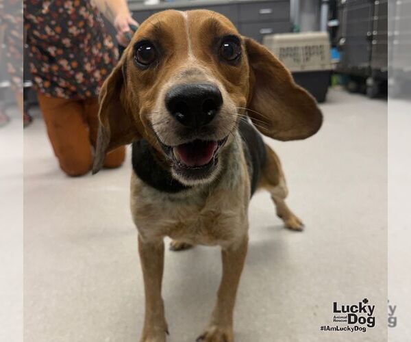 Medium Photo #1 Beagle-Unknown Mix Puppy For Sale in Washington, DC, USA