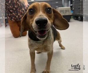 Beagle-Unknown Mix Dogs for adoption in Washington, DC, USA