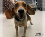 Small Beagle Mix