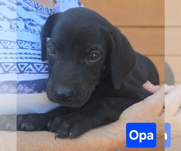 Medium Photo #3 Labrador Retriever-Unknown Mix Puppy For Sale in Alexander, AR, USA