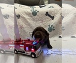 Small Labrador Retriever