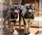 Small #5 German Shepherd Dog Mix