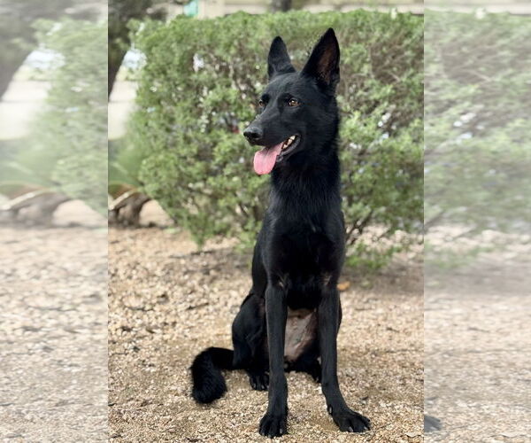 Medium Photo #5 German Shepherd Dog-Unknown Mix Puppy For Sale in PIPE CREEK, TX, USA