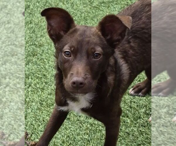 Medium Photo #1 Mutt Puppy For Sale in Carrollton, TX, USA