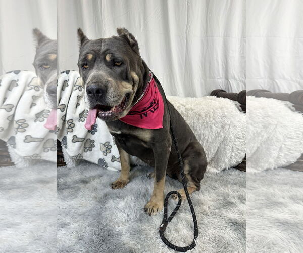 Medium Photo #2 Mutt Puppy For Sale in Goodyear, AZ, USA