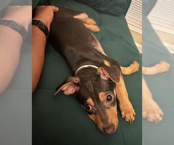 Medium Photo #1 Doberman Pinscher-Unknown Mix Puppy For Sale in San Antonio, TX, USA