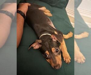 Doberman Pinscher-Unknown Mix Dogs for adoption in San Antonio, TX, USA