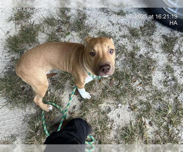 Medium Photo #1 American Pit Bull Terrier Puppy For Sale in Ocala, FL, USA
