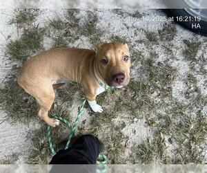 American Pit Bull Terrier Dogs for adoption in Ocala, FL, USA