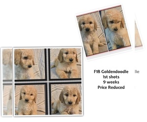 Goldendoodle Puppy for sale in ANKENY, IA, USA