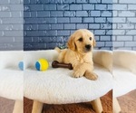 Small #5 Golden Retriever