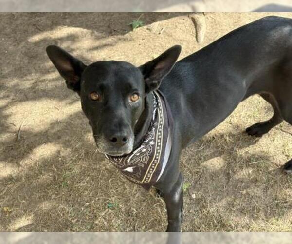 Medium Photo #1 Greyhound-Labrador Retriever Mix Puppy For Sale in Tulsa, OK, USA
