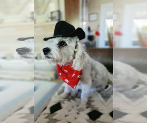Arturo Sol - Male Mutt Dog for Adoption - Photo #3