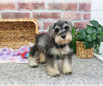 Small Photo #12 Schnauzer (Miniature) Puppy For Sale in SYRACUSE, IN, USA